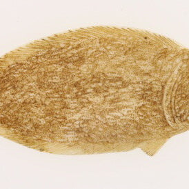 Ivory Netsuke of Enigmatic Flat Animal - Artist Signed - David's Antiques & Jewelry