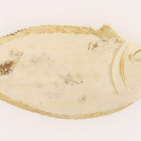 Ivory Netsuke of Enigmatic Flat Animal - Artist Signed - David's Antiques & Jewelry