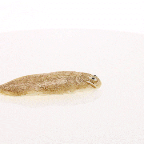 Ivory Netsuke of Enigmatic Flat Animal - Artist Signed - David's Antiques & Jewelry